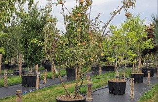 Afbeelding Appel 'Jonagold' - Malus domestica 'Jonagold'