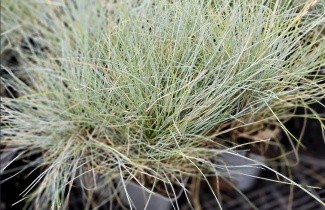 Afbeelding Zwenkgras glauca - Festuca glauca