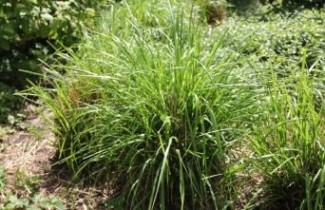 Afbeelding Lampenpoetsersgras 'Viridescens' - Pennisetum alopecuroides 'Viridescens'
