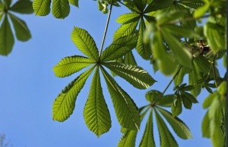 Afbeelding Witte Paardenkastanje - Aesculus hippocastanum