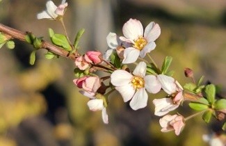 Afbeelding Spierstruik 'Fujino Pink' - Spiraea thunbergii 'Fujino Pink'