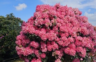Afbeelding Rododendron 'Sonatine' - Rhododendron Yakushimanum 'Sonatine'