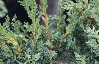 Afbeelding Jeneverbes 'Blaauw' - Juniperus chinensis 'Blaauw'