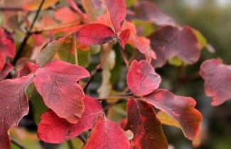 Afbeelding Papieresdoorn - Acer griseum