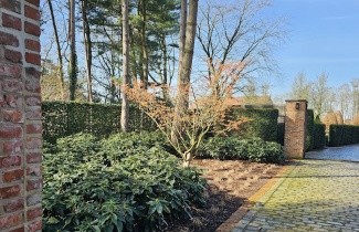 Afbeelding Toverhazelaar 'Orange Beauty' - Hamamelis intermedia 'Orange Beauty'