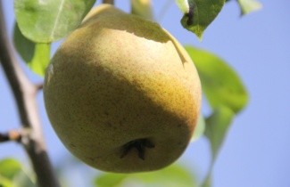 Afbeelding Handpeer 'Beurre Hardy' - Pyrus communis 'Beurre Hardy'