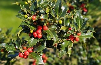 Afbeelding Scherpe Hulst 'Alaska' - Ilex aquifolium 'Alaska'