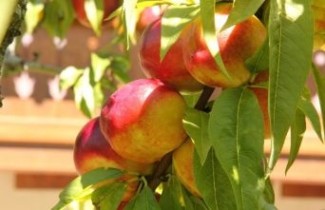Afbeelding Nectarine 'Ruby Gold' - Prunus persica 'Ruby Gold'