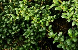 Afbeelding Japanse hulst 'Convexa' - Ilex crenata 'Convexa'