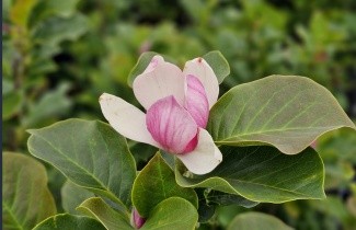 Afbeelding Magnolia 'Satisfaction' - Magnolia 'Satisfaction'