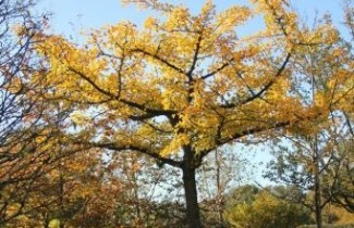 Afbeelding Japanse notenboom - Ginkgo biloba