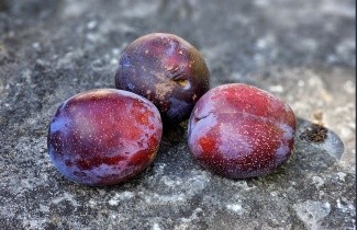 Afbeelding Pruim 'Bleu de Belgique' - Prunus domestica 'Bleue de Belgique'