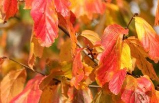 Afbeelding Perzisch IJzerhout 'Jodrell Bank' - Parrotia persica 'Jodrell Bank'