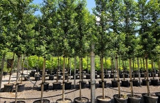 Afbeelding Portugese Laurierkers - Prunus lusitanica 'Brenelia'