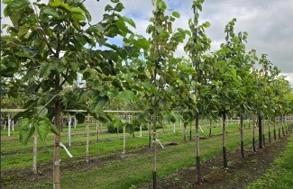 Afbeelding Moerbei, Wellington - Morus rubra 'Wellington'