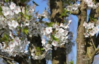 Afbeelding Chinese Kers - Prunus 'Umineko'