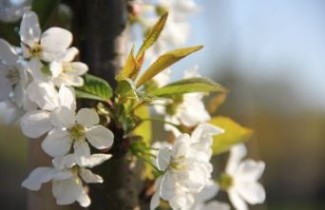 Afbeelding Dubbele Sierkers - Prunus avium 'Plena'