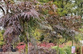 Afbeelding Japanse Esdoorn 'Tamukeyama' - Acer palmatum dissectum 'Tamukeyama'