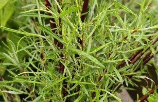 Afbeelding Rozemarijnwilg, Grijze wilg - Salix elaeagnos 'Angustifolia'