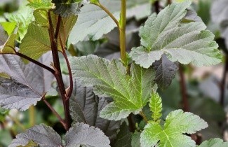 Afbeelding Blaasspiraea 'Diabolo' - vakbeplanting - Physocarpus opulifolius 'Diabolo'