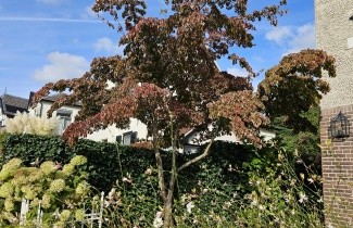 Afbeelding Japanse kornoelje 'China Girl' - Cornus kousa 'China Girl'