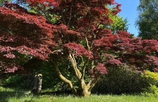 Afbeelding Japanse Esdoorn 'Atropurpureum' - Acer palmatum 'Atropurpureum'
