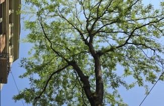 Afbeelding Valse Christusdoorn 'Inermis' - Gleditsia triacanthos 'Inermis'