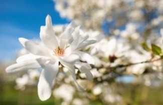 Afbeelding Magnolia 'Royal Star' - Magnolia stellata 'Royal Star'