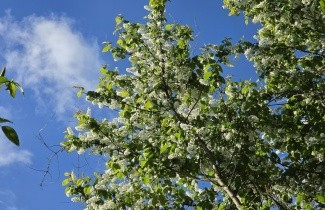 Afbeelding Europese vogelkers - Prunus padus