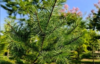 Afbeelding Douglasspar - Pseudotsuga menziesii