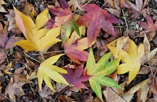Afbeelding Zuilvormige Amberboom - Liquidambar styraciflua 'Oakville'