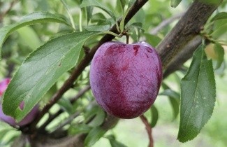 Afbeelding Pruim 'Opal' - Prunus domestica 'Opal'