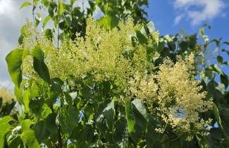 Afbeelding Chinese sering 'China Snow' - Syringa pekinensis 'China Snow'