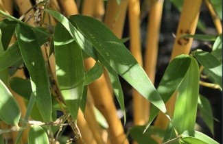 Afbeelding Gouden Bamboe - Phyllostachys aureosulcata 'Aureocaulis'