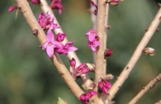 Afbeelding Rood peperboompje - Daphne mezereum 'Rubra'