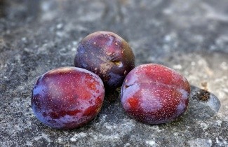 Afbeelding Pruim 'Bleu de Belgique' - Prunus domestica 'Bleue de Belgique'
