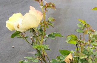 Afbeelding Heesterroos Pretty Star - Rosa Pretty Star