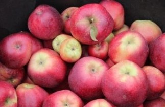 Afbeelding Appel 'Gloster' - Malus domestica 'Gloster'