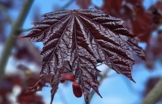 Afbeelding Roodbladige Noorse Esdoorn 'Royal Red' - Acer platanoides 'Royal Red'