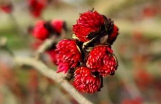Afbeelding Perzisch IJzerhout 'Vanessa'  - Parrotia persica 'Vanessa'