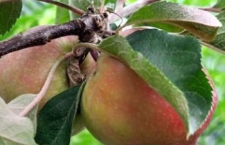 Afbeelding Zuilappel 'Red Lane' - Malus domestica 'Red Lane'