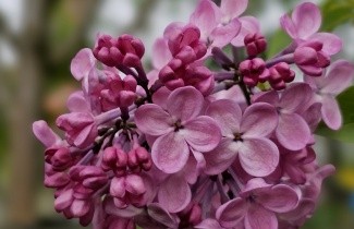 Afbeelding Sering 'Mirabeau' - Syringa hyacinthiflora 'Mirabeau'