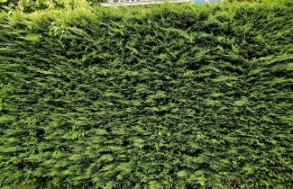 Afbeelding Leylandcipres - Cupressocyparis leylandii