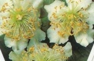 Afbeelding Kiwi 'Atlas' - Actinidia deliciosa 'Atlas'