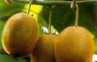 Afbeelding Kiwi 'Hayward' - Actinidia delicosa 'Hayward'