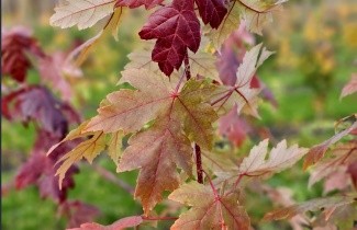 Afbeelding Esdoorn 'Autumn Blaze' - Acer x freemanii 'Autumn Blaze'