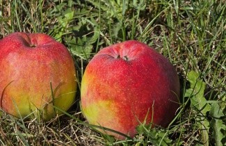 Afbeelding Appel "Zigeunerin" - Malus domestica 'Zigeunerin'