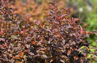 Afbeelding Blaasspiraea 'Diable d' Or' - Physocarpus opulifolius 'Diable d' Or'