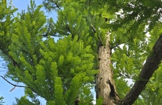 Afbeelding Moerascypres 'Peve Minaret' - Taxodium distichum 'Peve Minaret'