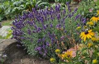 Afbeelding Lavendel 'Hidcote' - Lavandula ang. 'Hidcote'